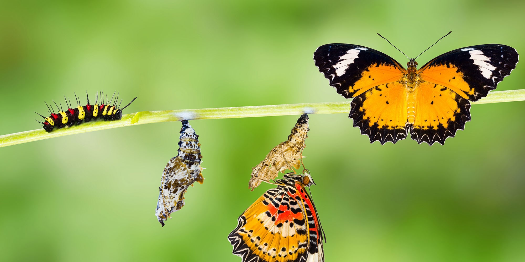 butterfly-growth-2000x1000-1.jpg