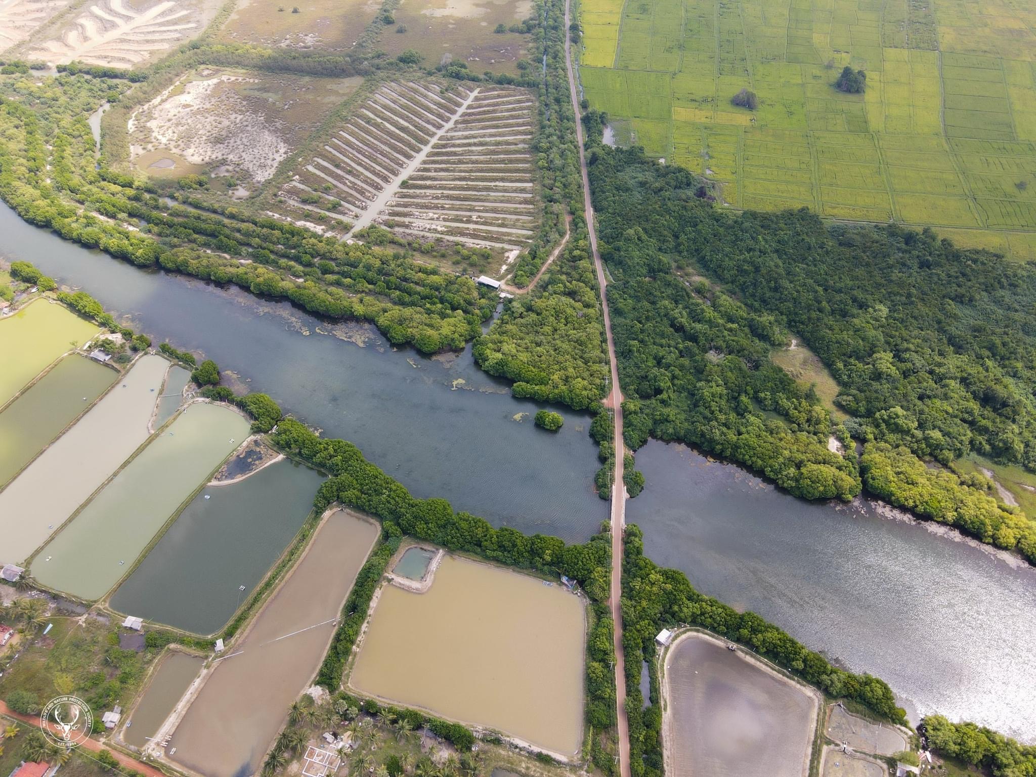 esg-environmental-mangrove-2026.jpeg
