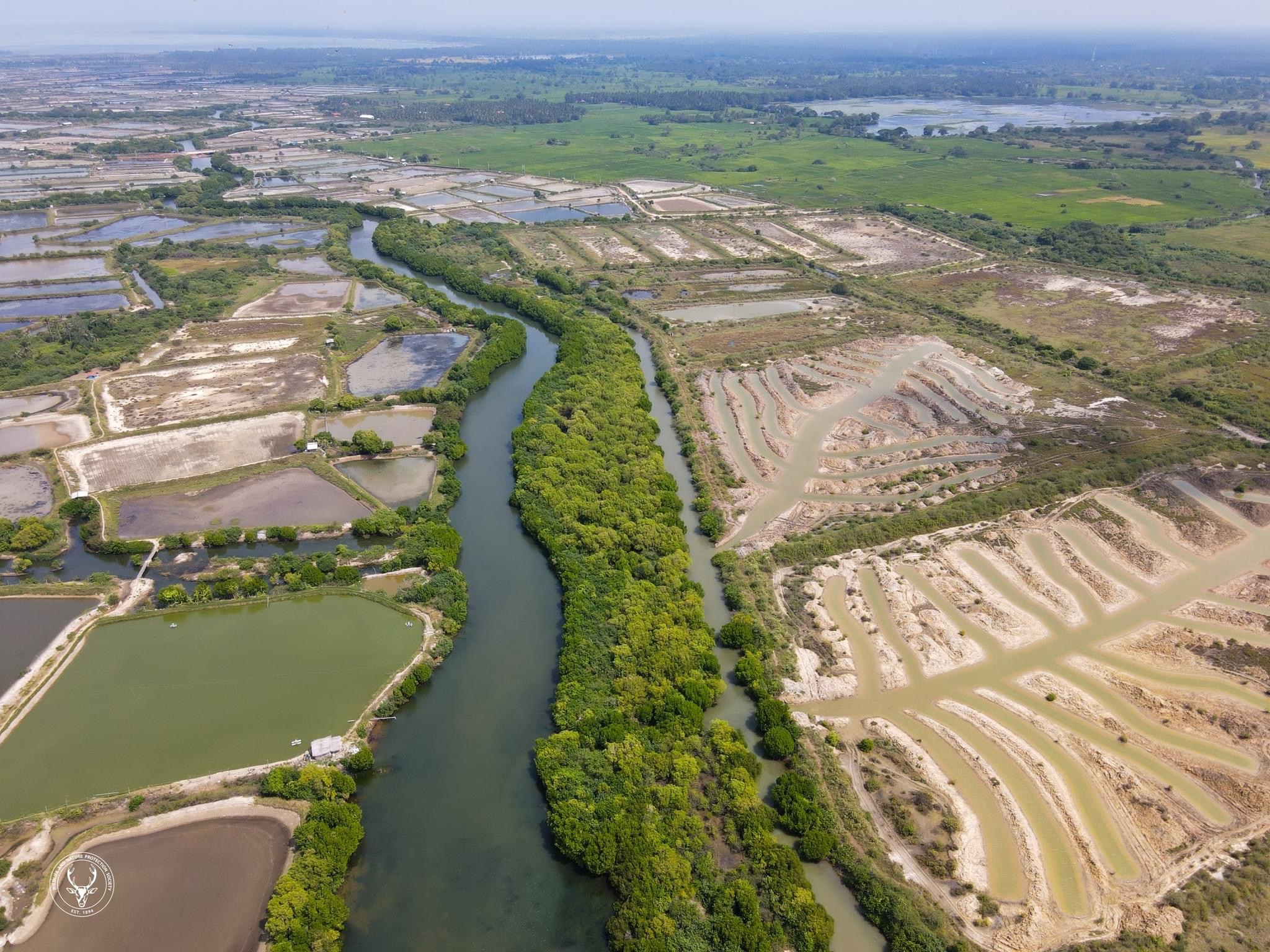esg-environmental-mangrove-2-2026.jpeg